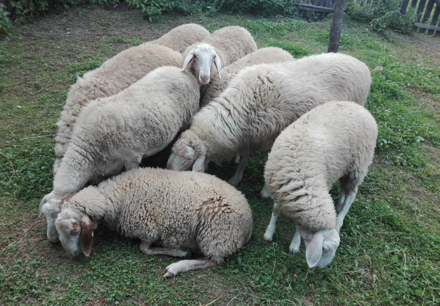 Produse traditionale din carne